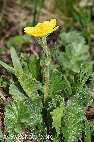 Foto: Gemeine Berg-Nelkenwurz (Geum montanum). Ganze Pflanze (Habitus).
