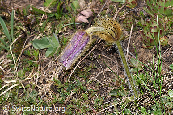 Foto: Frühlings-Anemonen (Pulsatilla vernalis). Verblühtes Exemplar.
