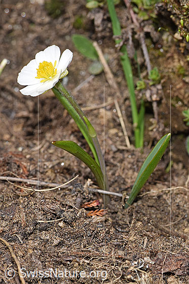 Photo: Ranunculus kuepferi. Whole plant (habiti).