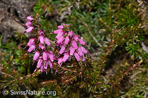 Foto: Erika (Erica carnea). Ganze Pflanze (Habitus). Wird auch Schneeheide genannt.