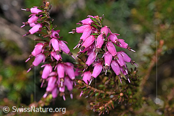 Foto: Erika (Erica carnea). Blüten. Wird auch Schneeheide genannt.