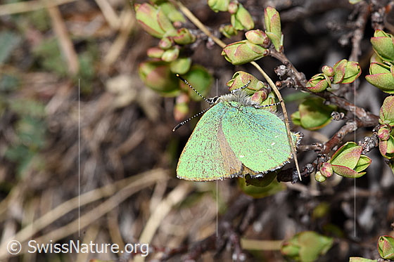 Photo: Callophrys rubi. Wings closed. View from the side.