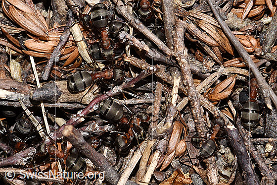 Photo: Probably Formica lugubris. Length 4 - 9mm.