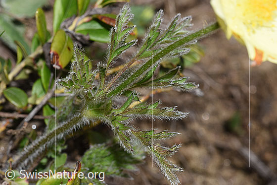 Photo: Pulsatilla alpina ssp. Apiifolia. Stem and leaves.