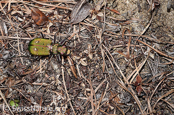 Photo: Cicindela campestris. View from above.