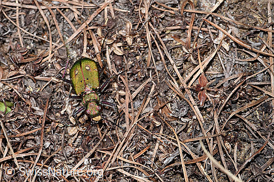 Foto: Feld-Sandlaufkäfer (Cicindela campestris). Ansicht von oben.