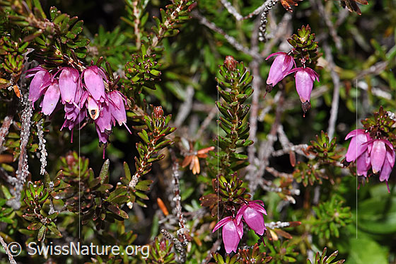 Photo: Erica carnea. Blossoms and leaves.