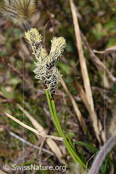 Foto: Wahrscheinlich Frühlings-Segge (Carex caryophyllea).