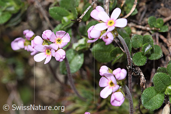 Foto: Fleischroter Mannsschild (Androsace puberula). Blüten.
