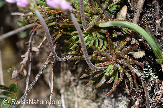 Foto: Fleischroter Mannsschild (Androsace puberula). Blätter und Stängel.