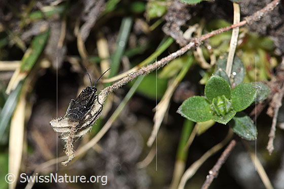 Photo: Dolerus nitens. Length 9mm. View from behind.
