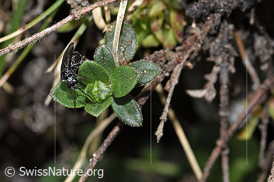 Photo: Dolerus nitens. Length 9mm. View from the front.