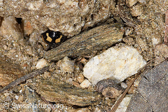 Foto: Wahrscheinlich Schwarzgefleckter Marienkäfer (Propylea quatuordecimpunctata). Länge 3.5 - 4.5mm. Wird auch Vierzehnpunkt-Marienkäfer oder Schachbrett-Marienkäfer genannt. Ansicht von vorne.