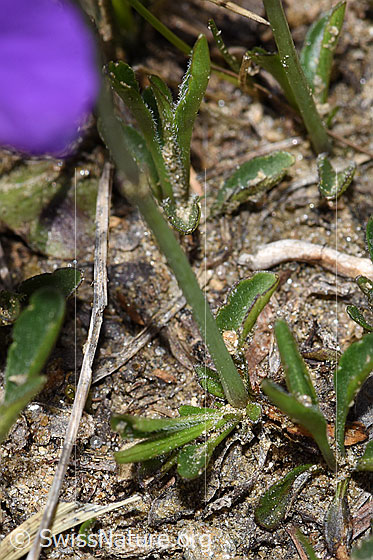 Photo: Viola calcarata. Stem and leaves.