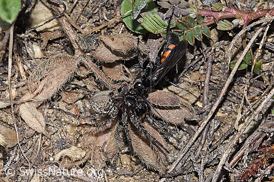 Foto: Frühlings-Wegwespe (Anoplius viaticus) mit Bärtiger Scheintarantel (Alopecosa accentuata) als Beute. Länge 12mm. Weibchen. Die Wespe hat die Spinne betäubt und zieht sie Richtung Bruthöhle. Ansicht von oben.