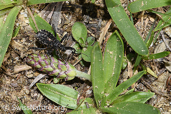 Photo: Probably Rhynocoris erythropus. Larva. View from above.