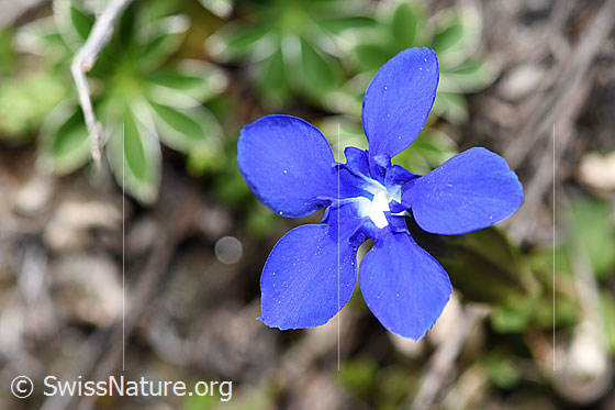 Foto: Frühlings-Enzian (Gentiana verna). Blüte.