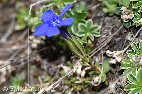 Foto: Frühlings-Enzian (Gentiana verna). Ganze Pflanze (Habitus).