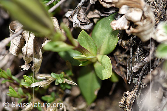 Foto: Frühlings-Enzian (Gentiana verna). Grundblätter.