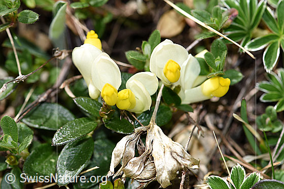 Foto: Buchsblättrige Kreuzblume (Polygala Chamaebuxus). Blüten.