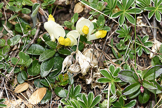 Foto: Buchsblättrige Kreuzblume (Polygala Chamaebuxus). Ganze Pflanze (Habitus).
