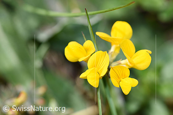 Photo: Hippocrepis comosa. Blossoms.