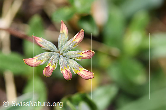 Photo: Hippocrepis comosa. Blossoms. Still closed.