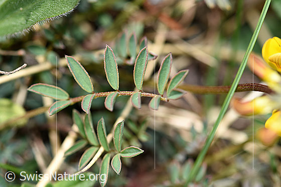 Foto: Schopfiger Hufeisenklee (Hippocrepis comosa). Blätter.