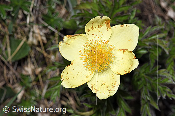 Photo: Pulsatilla alpina ssp. Apiifolia. Blossoms.