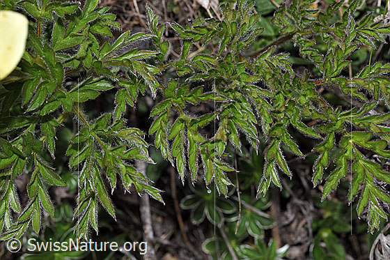 Photo: Pulsatilla alpina ssp. Apiifolia. Leaves.
