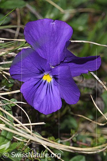 Foto: Langsporniges Stiefmütterchen (Viola calcarata). Blüte.
