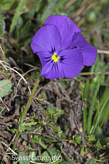 Foto: Langsporniges Stiefmütterchen (Viola calcarata). Ganze Pflanze (Habitus).