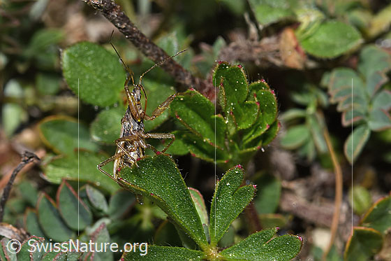 Foto: Wahrscheinlich Rotbraune Sichelwanze (Nabis rugosus). Länge 6 - 7.8mm. Ansicht von unten.