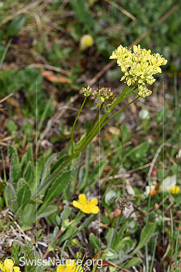 Foto: Gemeines Brillenschötchen (Biscutella laevigata). Ganze Pflanze (Habitus).