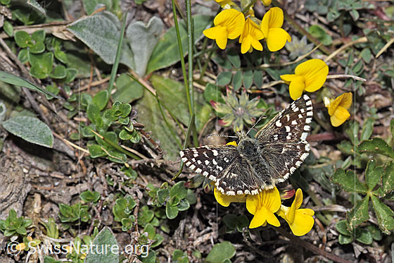 Photo: Pyrgus malvoides on Hippocrepis comosa. Wings open. View from diagonally above.