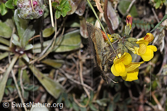 Foto: Kleiner Südlicher Würfelfalter (Pyrgus malvoides) auf Schopfigem Hufeisenklee (Hippocrepis comosa). Flügel geöffnet. Ansicht von der Seite.