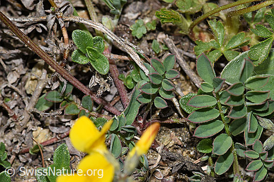 Photo: Hippocrepis comosa. Leaves.