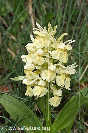Foto: Holunder-Knabenkraut (Dactylorhiza sambucina). Blütenstand.