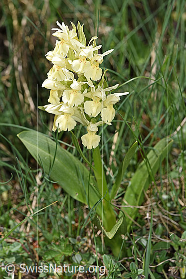 Foto: Holunder-Knabenkraut (Dactylorhiza sambucina). Ganze Pflanze (Habitus).