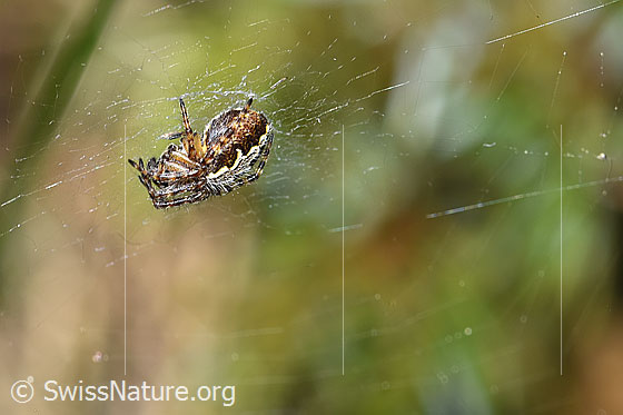 Foto: Eichblatt-Radspinne (Aculeperia ceropegia) im Netz. Ansicht von seitlich oben.