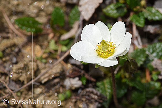 Foto: Silberwurz (Dryas octopetala). Blüte.