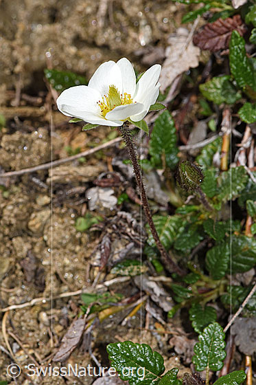 Foto: Silberwurz (Dryas octopetala). Ganze Pflanze (Habitus).