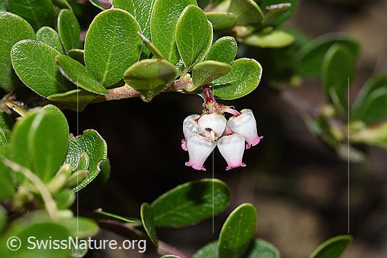 Foto: Immergrüne Bärentraube (Arctostaphylos uva-ursi). Spalierstrauch. Blüten und Blätter.