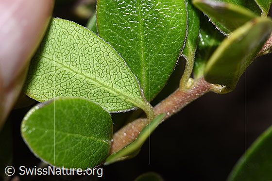 Foto: Immergrüne Bärentraube (Arctostaphylos uva-ursi). Blattunterseite.