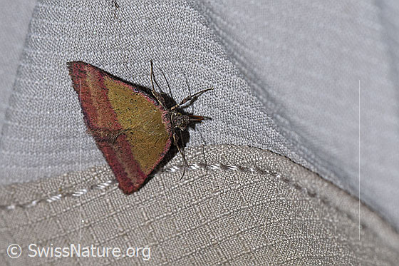 Foto: Kreuzblumen-Bunteulchen (Phytometra viridaria). Ansicht von schräg oben.