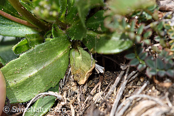 Photo: Probably Arabis ciliata. Leaf underside.