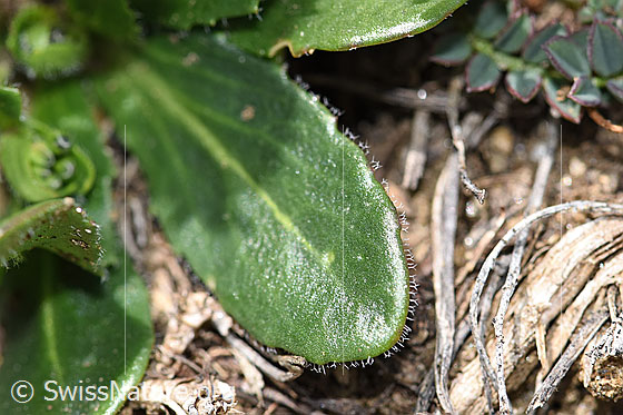 Photo: Probably Arabis ciliata. Leaf top.