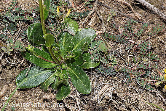 Photo: Probably Arabis ciliata. Leaf rosette and stem.