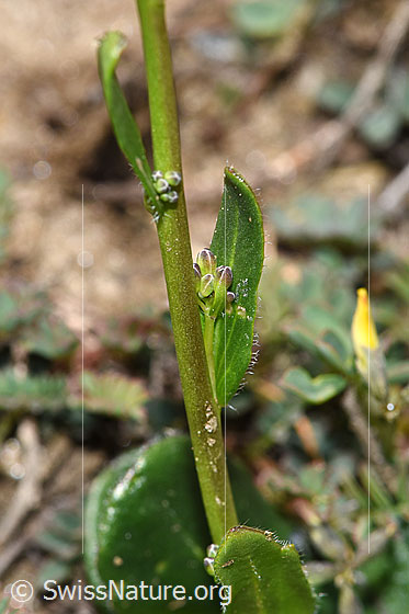Foto: Wahrscheinlich Bewimperte Gänsekresse (Arabis ciliata). Stängel und Stängelblätter.