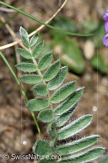 Photo: Oxytropis halleri ssp. Velutina. Leaves.
